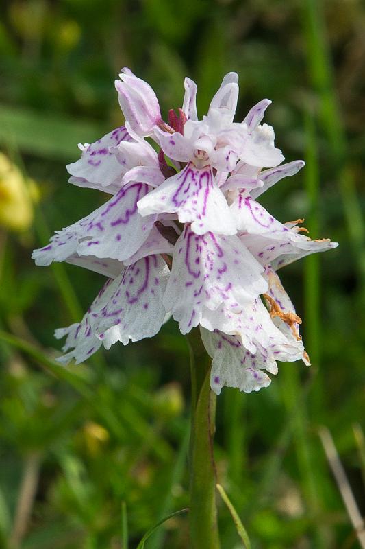 160604_1002_A01174_GlenNevis_hd.jpg - Orchidee im hinteren Glen Nevis